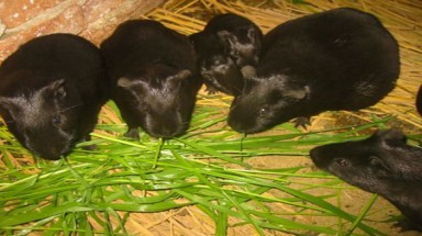   Kiểm soát chặt việc nuôi chồn nhung đen