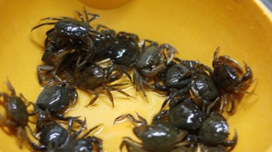 Cua đồng có thuốc sâu, mì tôm có đỉa được "minh oan"