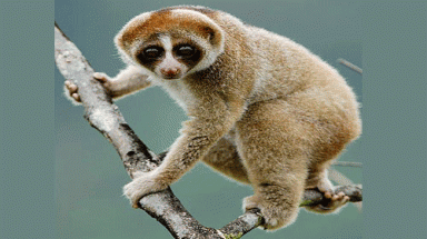 Phát hiện loài cu li có nọc độc