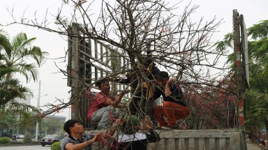 Chính phủ chỉ cấm chặt đào rừng tự nhiên