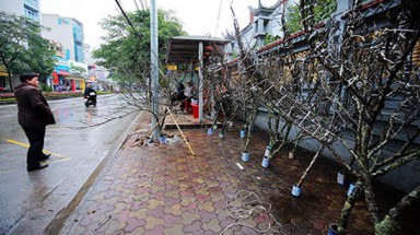 Đào rừng về phố: sao nỡ nặng lời