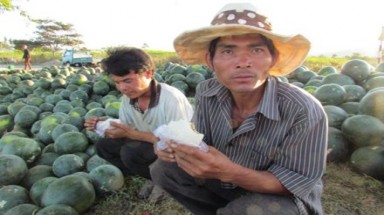  Rớt nước mắt vì... dưa!