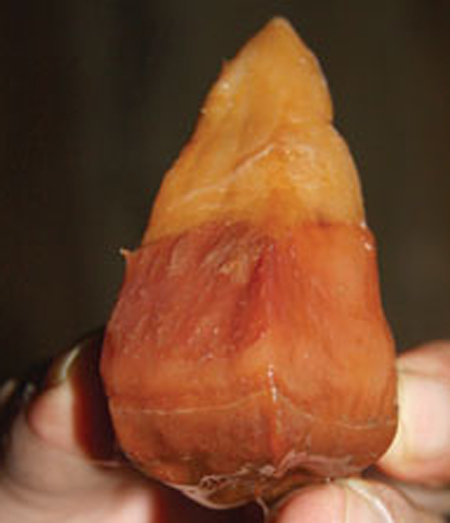 Xôn xao về thần dược "phòng the" của người Mông