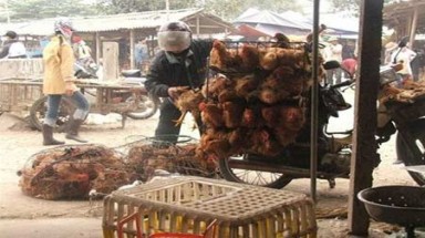 Gà loại thải nhập lậu như thế nào?