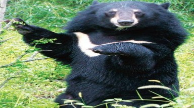  Quảng Ngãi: Phát hiện gấu ngựa yếm trắng quý hiếm 