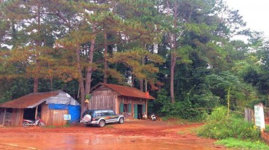 Gia Lai: Gỗ "khủng" bị đốn hạ ngay sát... trạm bảo vệ rừng