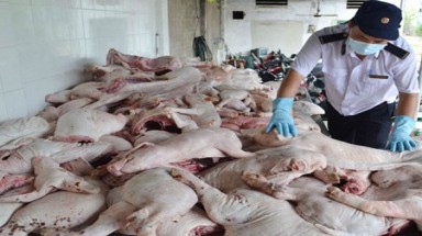 Bình Dương bắt quả tang gần 1,3 tấn thịt heo sữa không rõ nguồn gốc