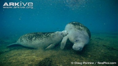  Chiêm ngưỡng "nàng tiên cá có vú khủng" ở Việt Nam