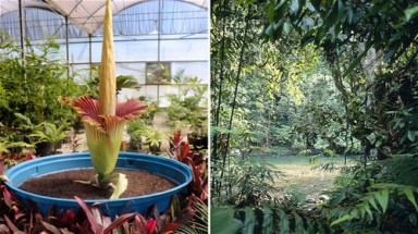 Đổ xô đi xem bông hoa "hôi thối" nhất thế giới