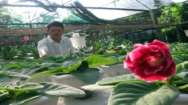 Quảng Nam: Dân kinh doanh hoa lạ
