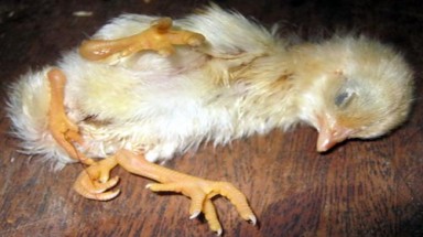 Phát hiện gà có 4 chân ở Quảng Nam