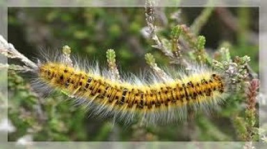 Quãng Ngãi: Sâu róm tràn vào trường mẫu giáo