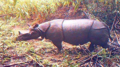  Tìm thấy 35 tê giác Java tại Indonesia