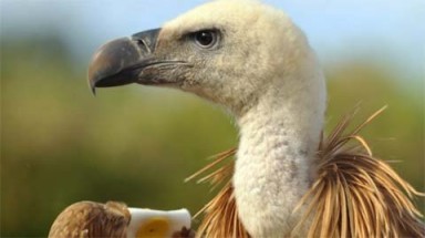  Thực hư chuyện gián điệp kền kền Israel