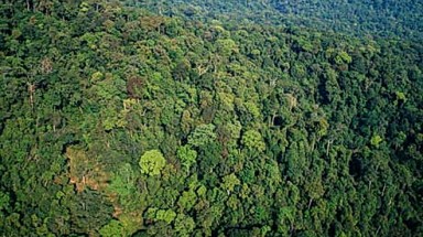 Báo Anh ca ngợi kiểm lâm Việt Nam