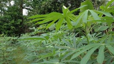   Lá sắn cũng “xuất khẩu”!