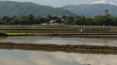  Bình Định: Vỡ mộng cánh đồng mẫu lớn vì giống lúa… “dỏm”