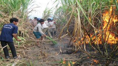 Hàng chục vụ cháy ruộng mía đầy bí ẩn