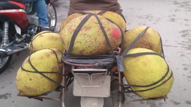 Mít non chín thơm nhờ... tiêm thuốc lạ