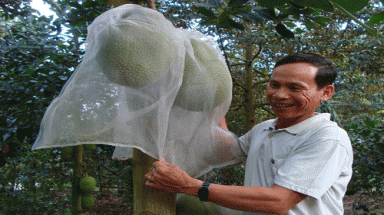 Đổi đời từ cây mít