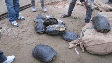  Vụ buôn bán động vật hoang dã lớn nhất VN 