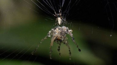   Phát hiện loài nhện biết tạo "hình nộm" thế thân