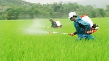  Thuốc trừ sâu đang làm hại lúa