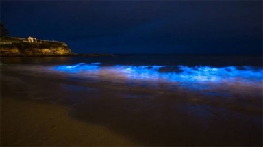  Nước biển đỏ như máu phát sáng xanh trong đêm