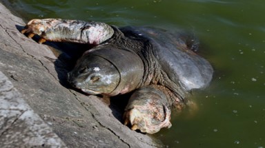  Nhân bản vô tính cụ Rùa Hồ Gươm