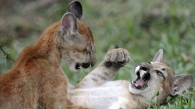   Costa Rica ban hành luật cấm săn bắn giải trí