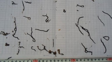   'Sinh vật lạ' xuất hiện ở Quảng Bình