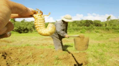 Kiếm bộn tiền nhờ săn sùng đất