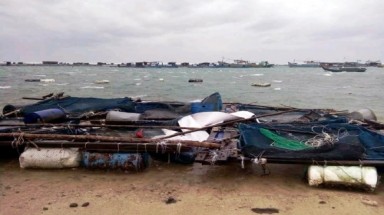 72 bè cá nuôi ở đảo Phú Quý bị sóng đánh vỡ