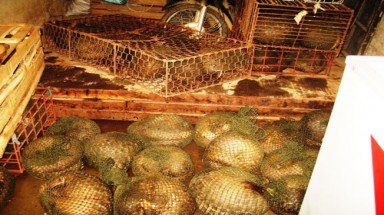  Phát hiện 439 kg tê tê bị vận chuyển