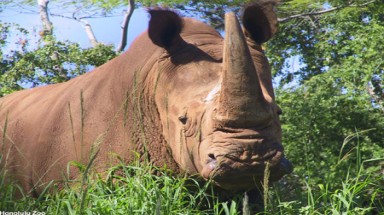   Nam Phi và Việt Nam ký biên bản ghi nhớ ngăn chặn nạn săn trộm tê giác