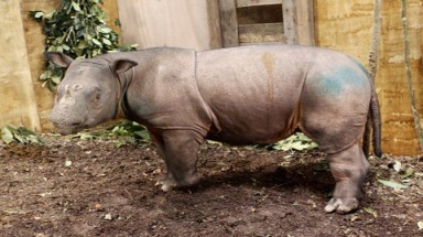 Tìm 'vợ' cho tê giác quý hiếm Sumatra