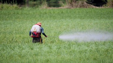 Nhiễm ít thuốc trừ sâu, não vẫn bị tổn hại