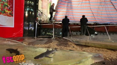  Vỡ tung bể chứa cá mập, 15 người bị thương 