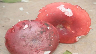 Trắng đêm săn 'thần dược' sinh con cho phái nữ