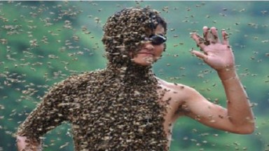  Từ chuyện đàn ong ngăn chặn... một vụ xử oan