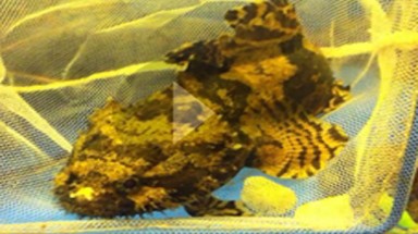  Cá cảnh có dáng vẻ đáng sợ xuất hiện tại Hà Nội