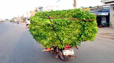  Chết ngạt vì bị rau muống đè vào người