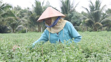  Mưa giảm, trời mát mẻ vào tết dương lịch