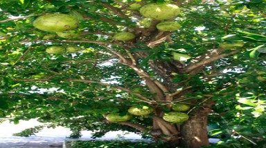 Thi nhau ghi lời cầu ước lên trái đào tiên