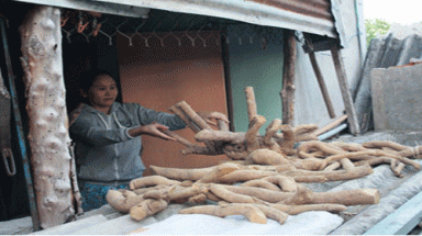 Cơn sốt "cây thần dược” chưa hạ nhiệt