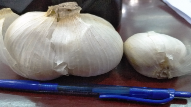  Doanh nghiệp Nhật từ bỏ ý định trồng tỏi voi ở Lý Sơn