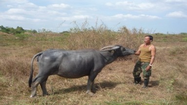 Chăn trâu kiếm 50 triệu/tháng