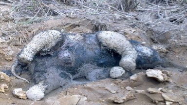   Voi rừng chết trong Vườn Quốc gia Yok Đôn