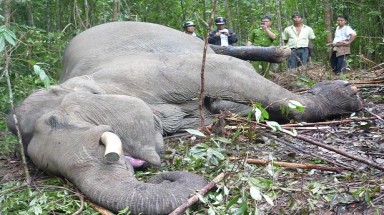  Đồng Nai: Con voi cuối cùng ở rừng Tân Phú đã chết