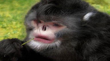  Phát hiện 208 loài mới tại tiểu vùng sông Mekong